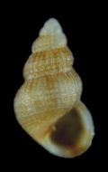 Alvania&nbsp;punctura